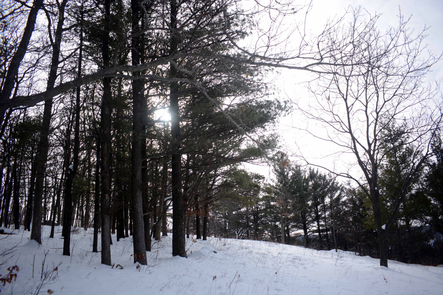 Devil's Lake east bluff stewardship work